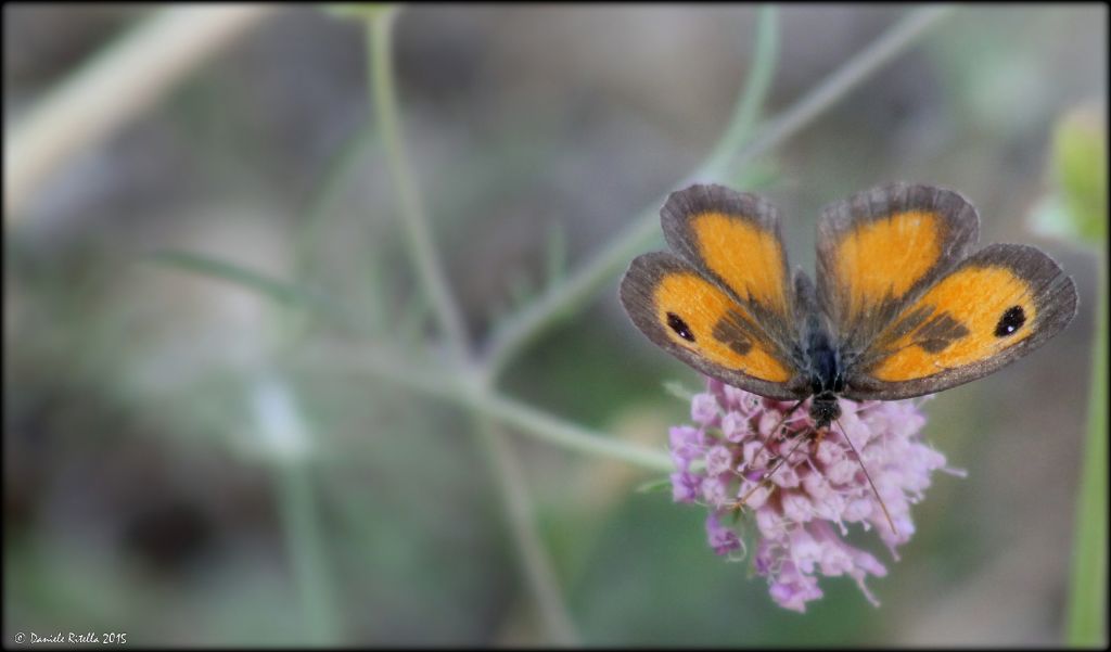 Altra richiesta identificazione - Pyronia (Idata) cecilia